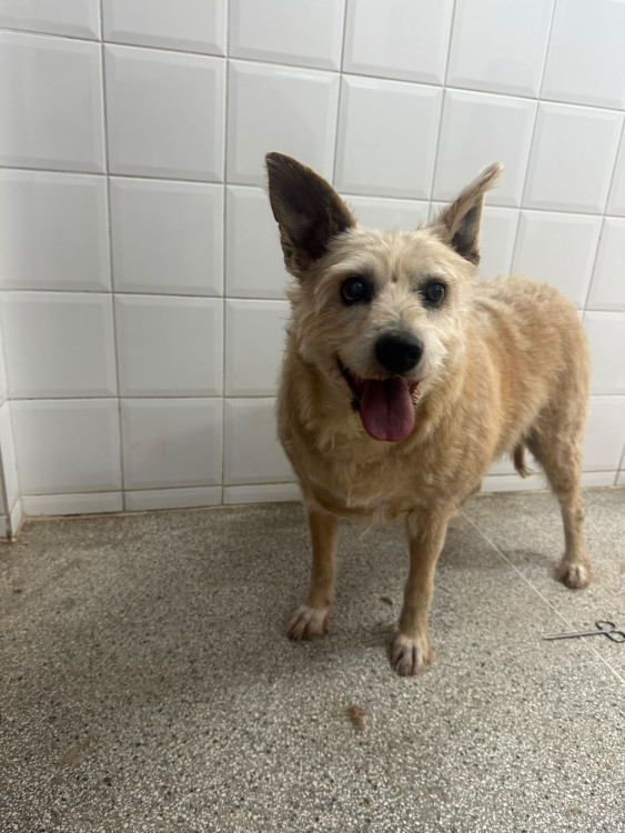 bina-procura-um-lar-adocao-doacao-cachorro-gato-0