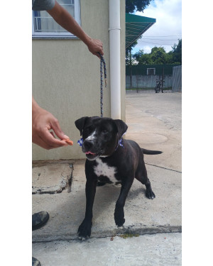 HULK ESTA PROCURANDO UM LAR