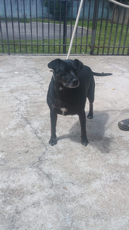 flamboiant-esta-procurando-um-lar-adocao-doacao-cachorro-gato-0