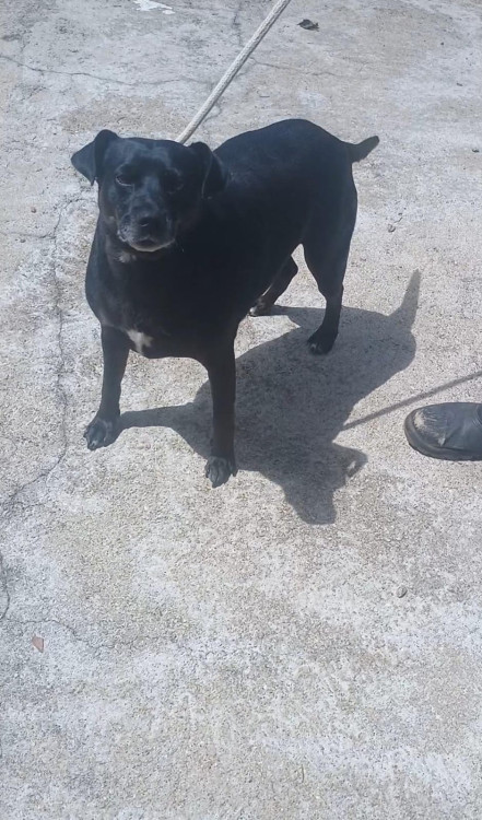 flamboiant-esta-procurando-um-lar-adocao-doacao-cachorro-gato-2