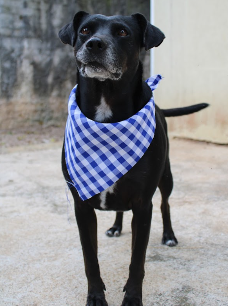 flamboyant-esta-procurando-um-lar-adocao-doacao-cachorro-gato-3
