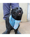 adote-o-manoel-small-1