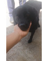 adote-o-manoel-small-0