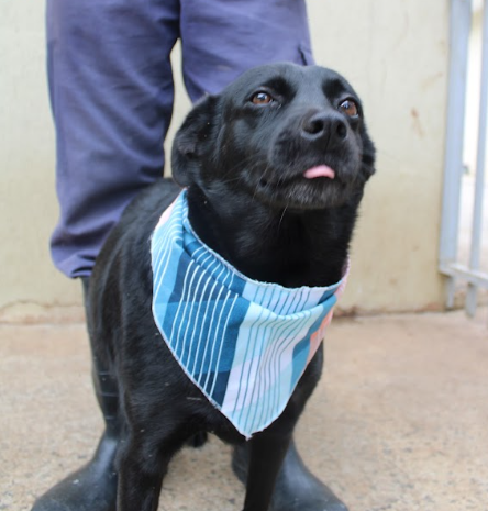 adote-o-manoel-adocao-doacao-cachorro-gato-1