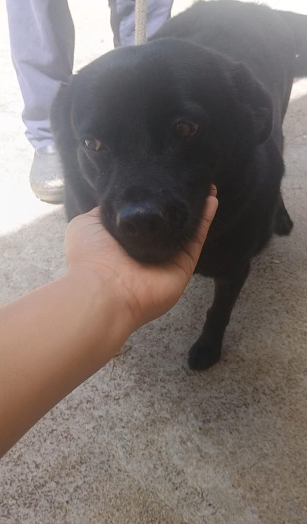 adote-o-manoel-adocao-doacao-cachorro-gato-0