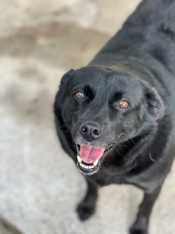 adote-o-manoel-adocao-doacao-cachorro-gato-0