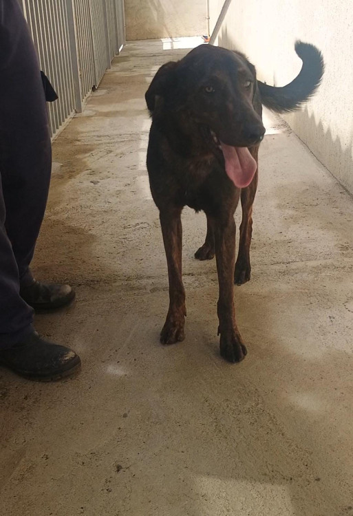 adote-o-lulu-adocao-doacao-cachorro-gato-0