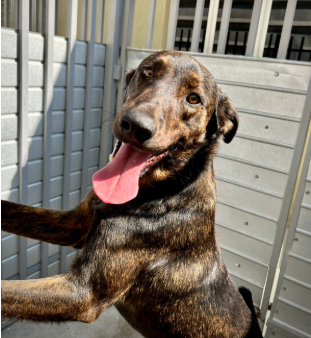 adote-o-lulu-adocao-doacao-cachorro-gato-1