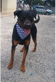 adote-o-jack-adocao-doacao-cachorro-gato-2