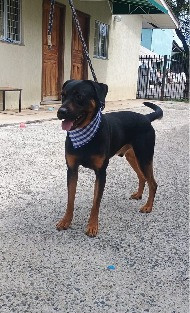 adote-o-jack-adocao-doacao-cachorro-gato-3