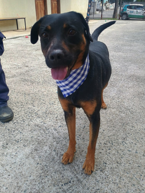 adote-o-jack-adocao-doacao-cachorro-gato-1