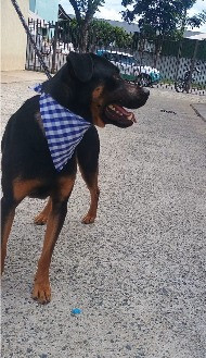 adote-o-jack-adocao-doacao-cachorro-gato-0