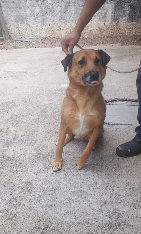 adote-o-aristide-adocao-doacao-cachorro-gato-1