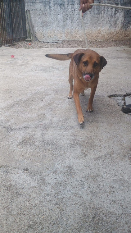 adote-o-aristide-adocao-doacao-cachorro-gato-0