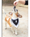 adote-o-nelson-small-1