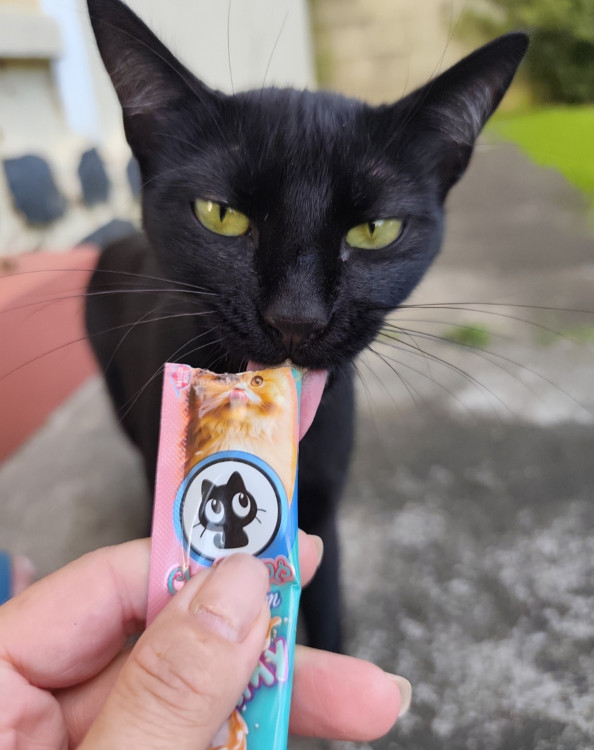 amada-jade-adocao-doacao-cachorro-gato-1