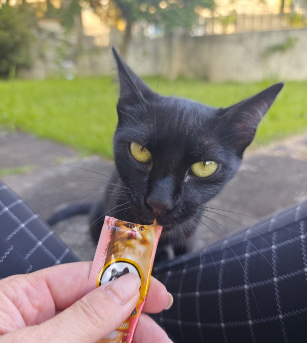 amada-jade-adocao-doacao-cachorro-gato-3