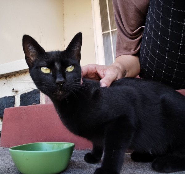 amada-jade-adocao-doacao-cachorro-gato-2