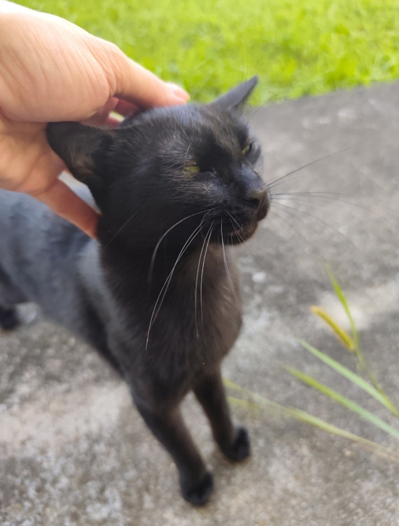 amada-jade-adocao-doacao-cachorro-gato-4