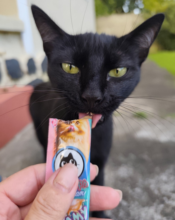 amada-jade-adocao-doacao-cachorro-gato-0