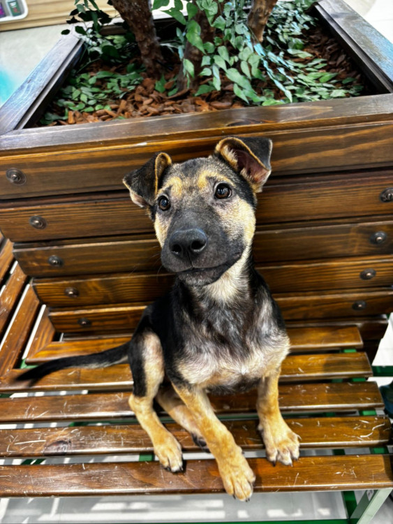 bethoven-adocao-doacao-cachorro-gato-2