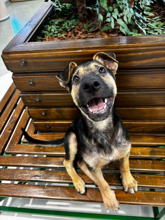 bethoven-adocao-doacao-cachorro-gato-0