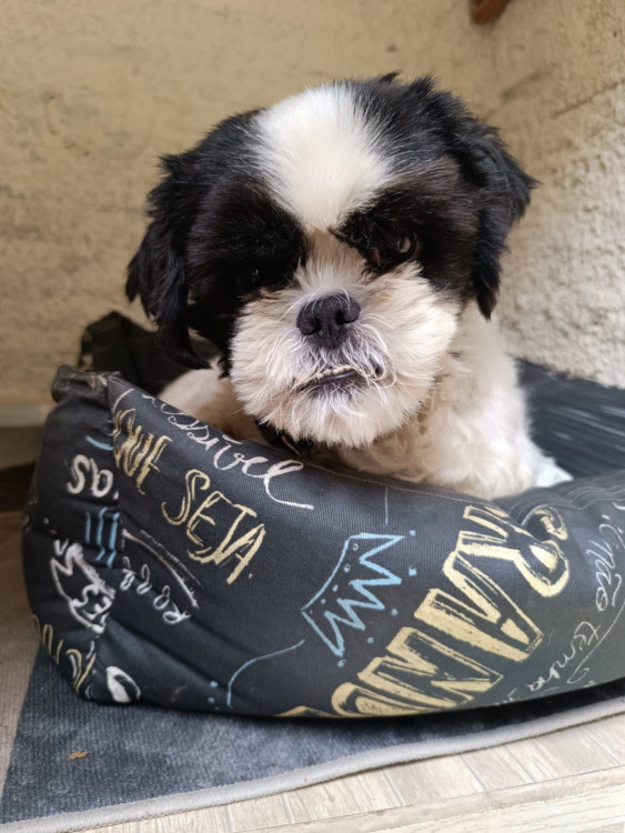 donatelo-adocao-doacao-cachorro-gato-0