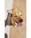 caramelo-thor-small-1