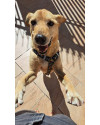 caramelo-thor-small-2