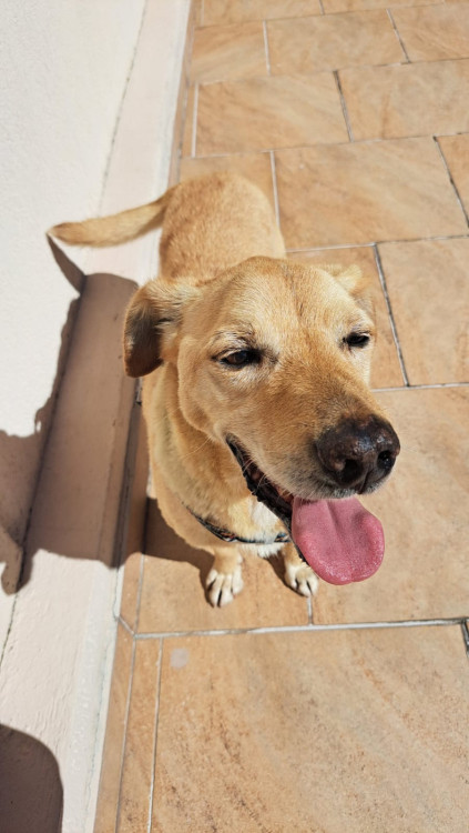caramelo-thor-adocao-doacao-cachorro-gato-1