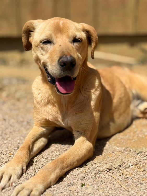 caramelo-thor-adocao-doacao-cachorro-gato-0