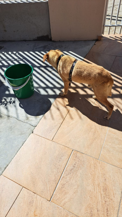 caramelo-thor-adocao-doacao-cachorro-gato-3