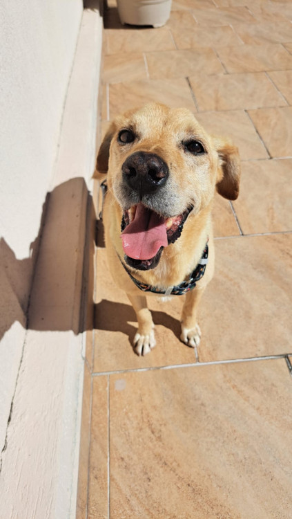 caramelo-thor-adocao-doacao-cachorro-gato-0
