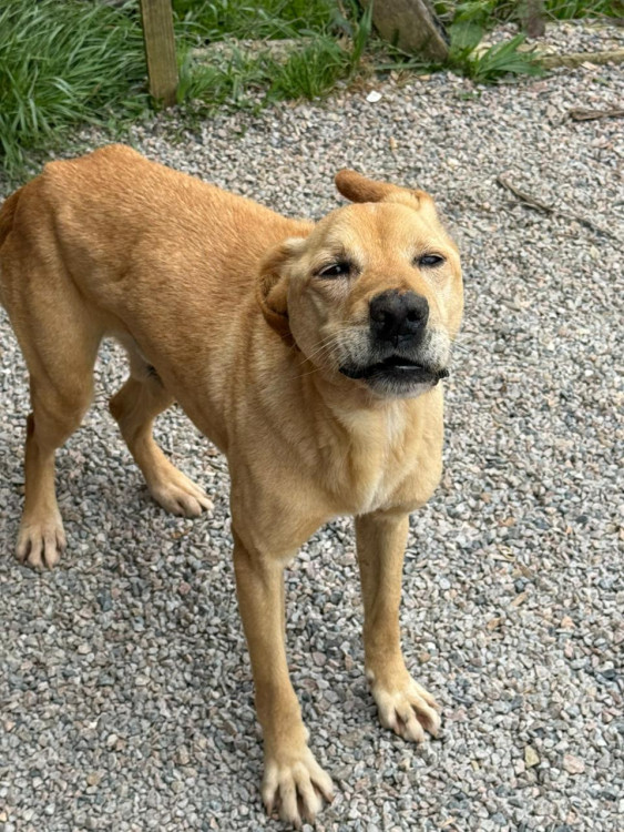 caramelo-thor-adocao-doacao-cachorro-gato-2