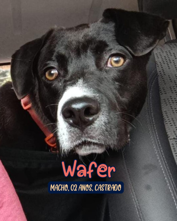 wafer-adocao-doacao-cachorro-gato-0