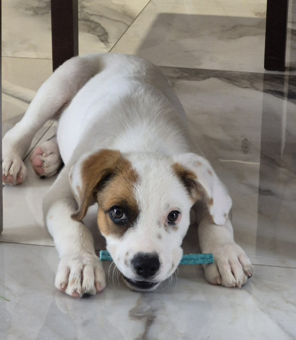 linda-filhote-para-adocao-adocao-doacao-cachorro-gato-1