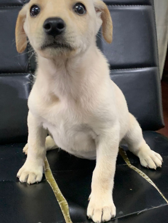 florzinha-adocao-doacao-cachorro-gato-1