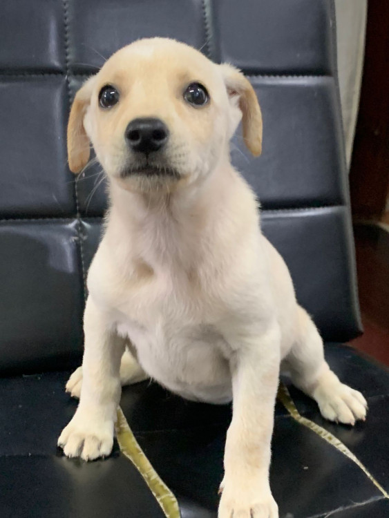 florzinha-adocao-doacao-cachorro-gato-2