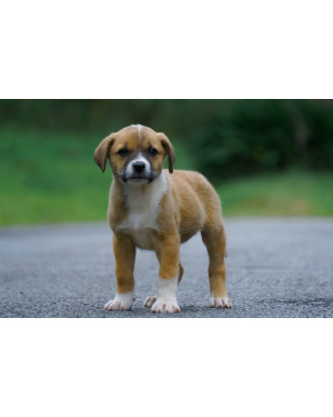 Hana procura um lar cheio de amor!