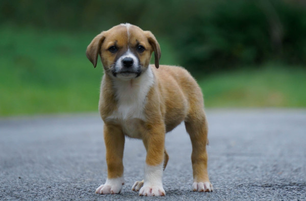 hana-procura-um-lar-cheio-de-amor-adocao-doacao-cachorro-gato-0