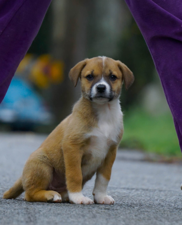 hana-procura-um-lar-cheio-de-amor-adocao-doacao-cachorro-gato-3