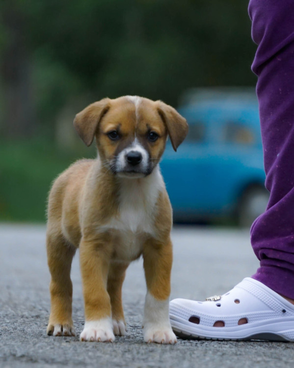 hana-procura-um-lar-cheio-de-amor-adocao-doacao-cachorro-gato-1