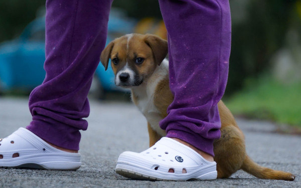 hana-procura-um-lar-cheio-de-amor-adocao-doacao-cachorro-gato-2