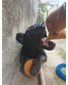 nymeria-small-3