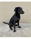 nymeria-small-2
