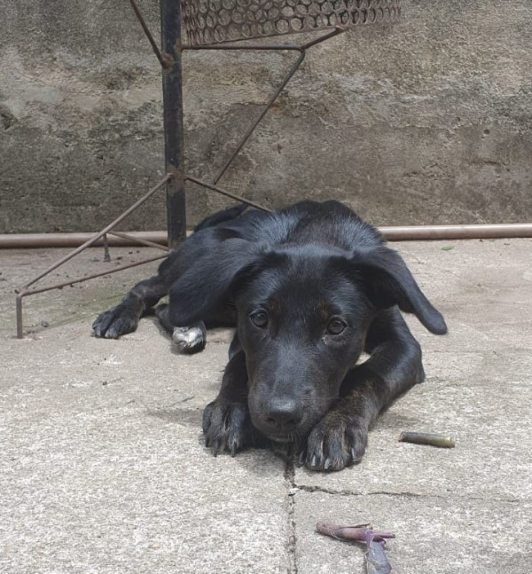 nymeria-adocao-doacao-cachorro-gato-1