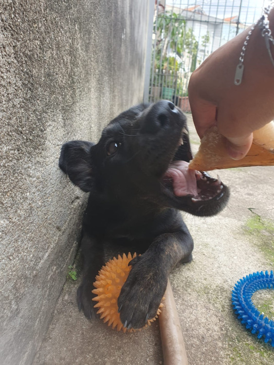 nymeria-adocao-doacao-cachorro-gato-3