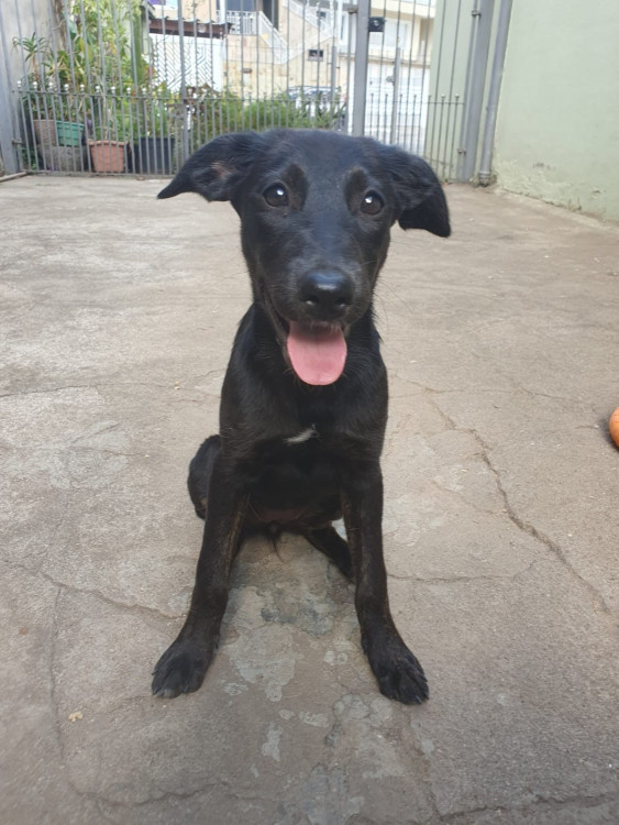 nymeria-adocao-doacao-cachorro-gato-5