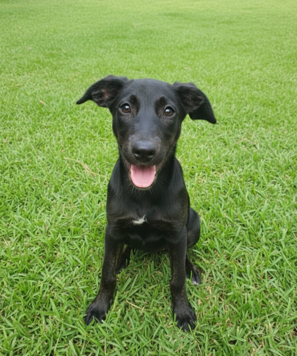 nymeria-adocao-doacao-cachorro-gato-0