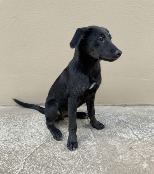 nymeria-adocao-doacao-cachorro-gato-2